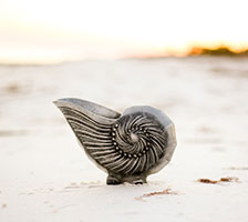 Nautilus shell on a beach. Link to Life Stage Gift Planner Over Age 65 Gifts.
